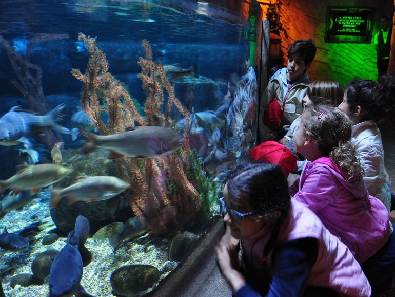 Sea Life Aquarium Image