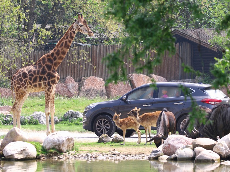 Parco Natura Viva Image